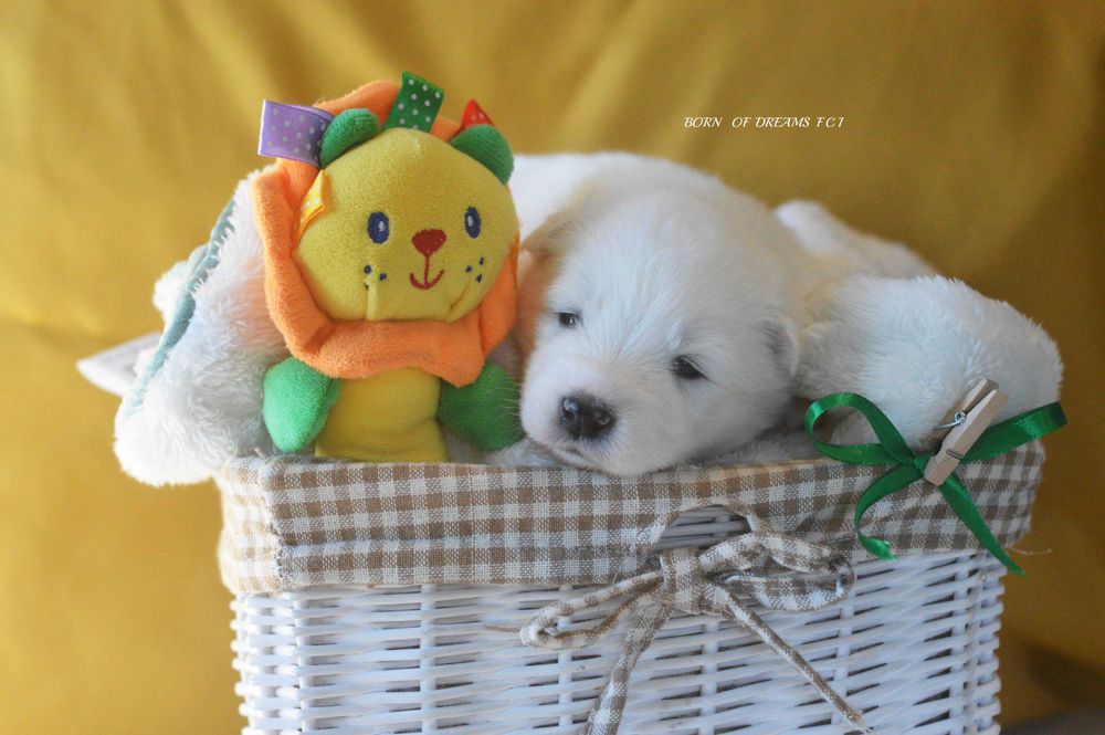 Samoyed/Samojed ZKwP FCI.  Odbior Listopad - suczka