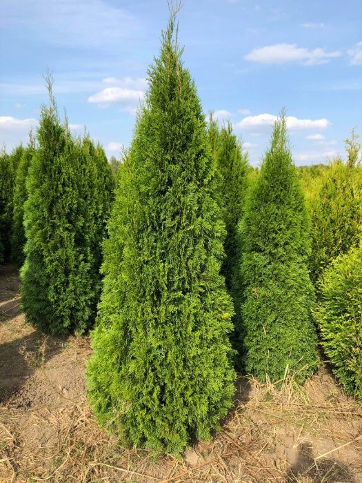 Tuja, tuje, thuja szmaragd 60 - 250 cm, thuja brabant do 250 cm!