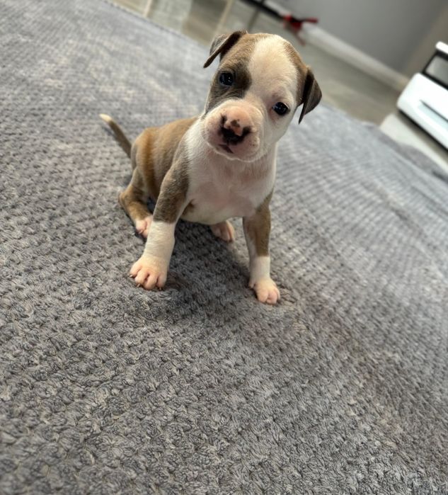 Suczka marengo pręgowana American Staffordshire Terrier (amstaff)