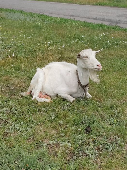 Продам козу зааненьську