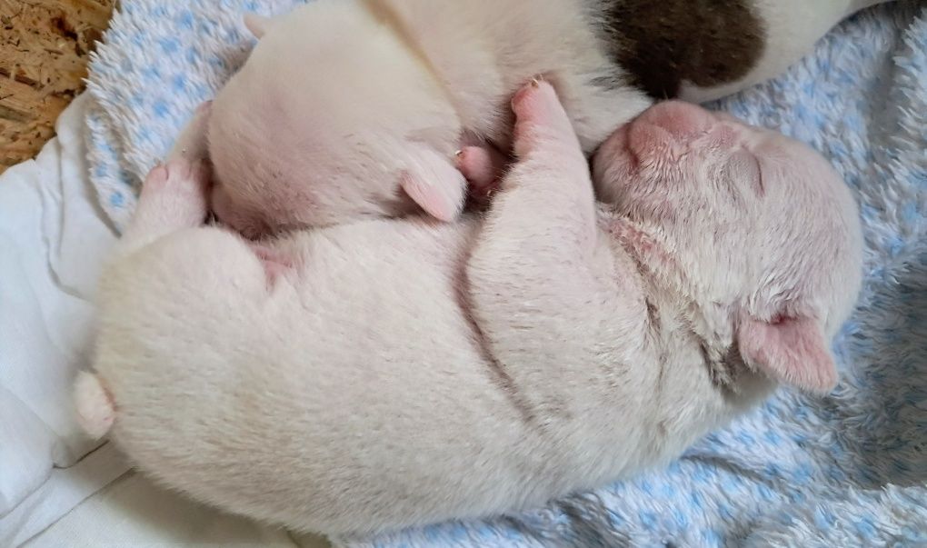 buldog angielski FCI biały samczyk
