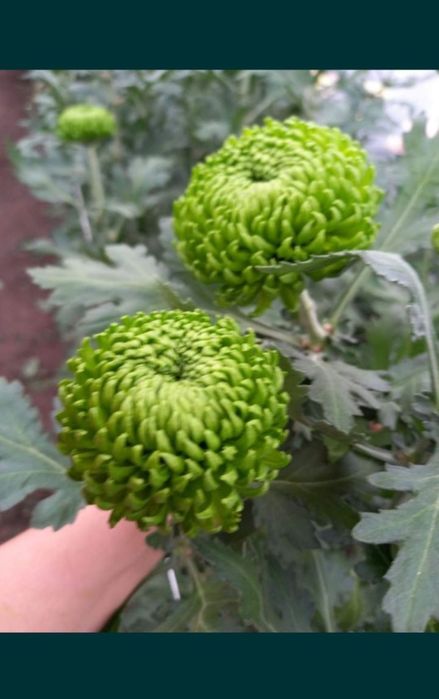 Chryzantemy cięte cremist