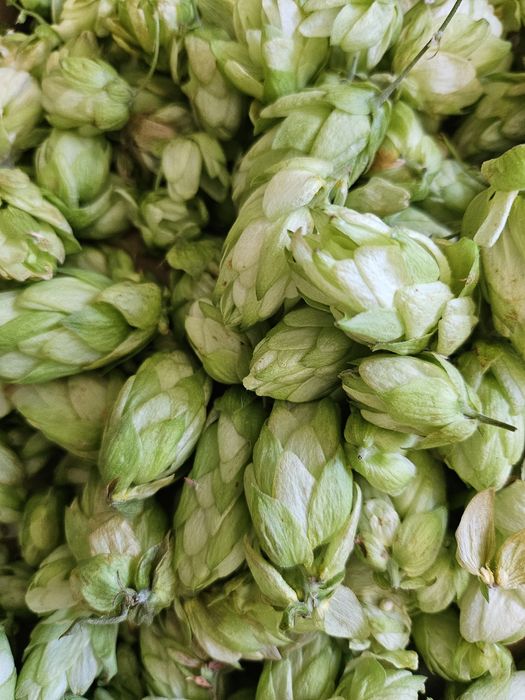 Wyciągi ziołowe (głóg, szczeć, mniszek i inne)