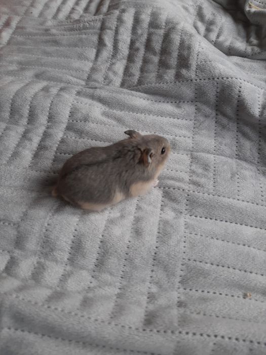 Chomik Campbella, chomiki
