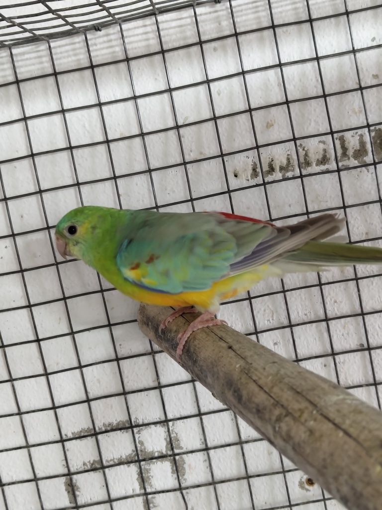 Red Rumped Macho