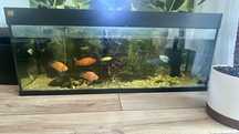 Akwarium JUWEL 240l