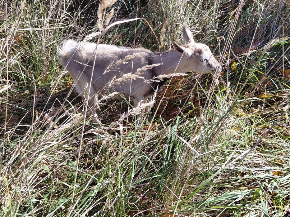 Cap capek kozioł koziołek ur. 23.07.2025