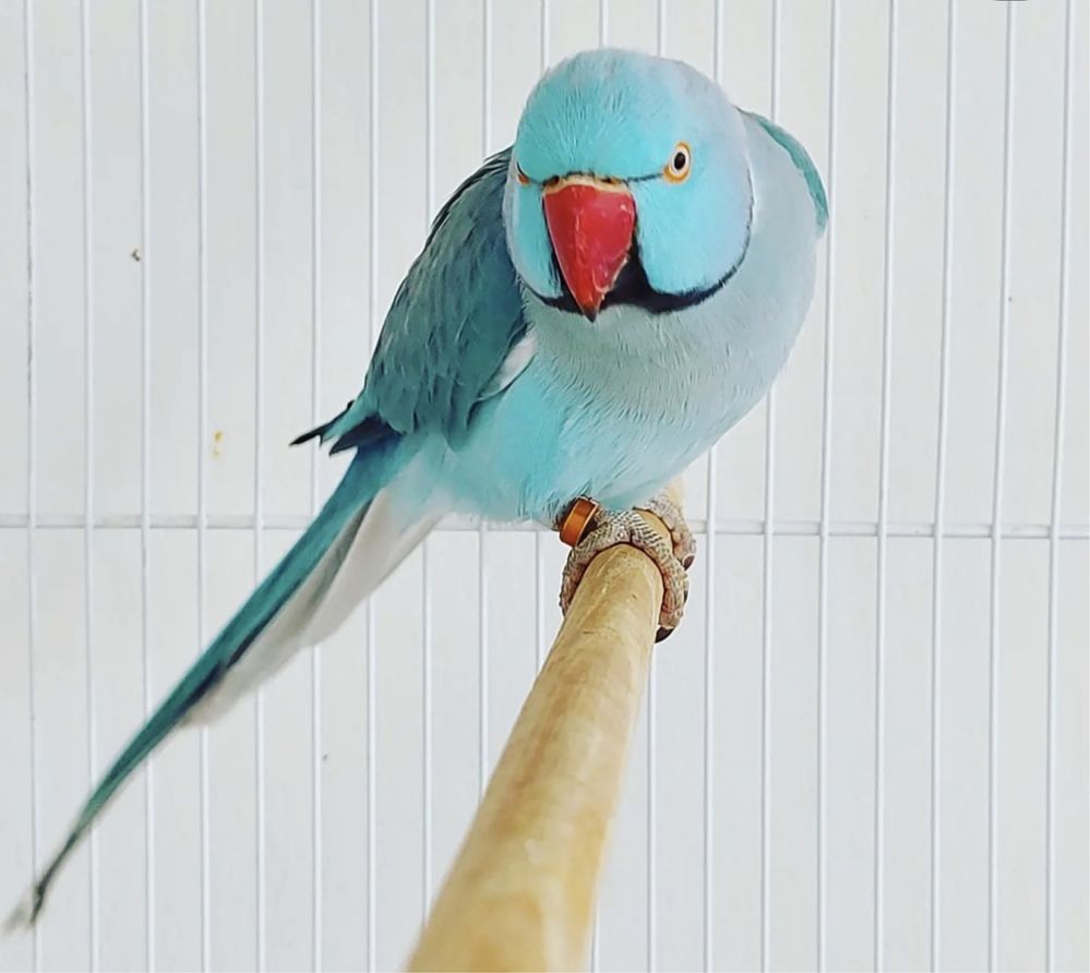 Голубой Ожереловый попугай самец