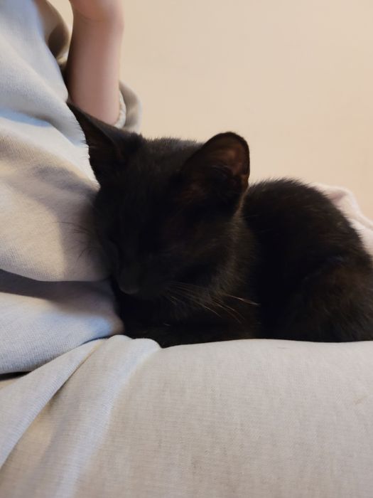 Pilne! Oddam 5 miesięcznego kocurka!