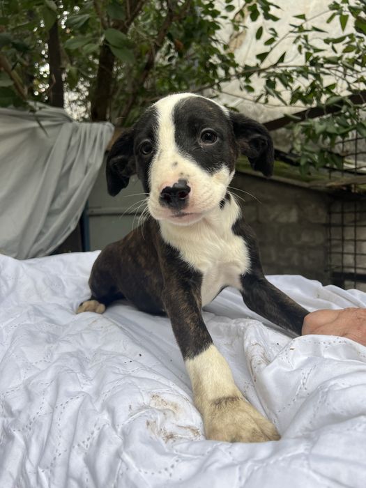 Отдам щенка бесплатно