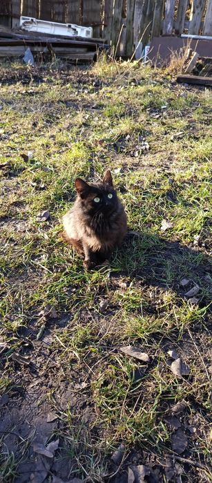 Кошечка пушистая,с неповторимым окрасом шерсти