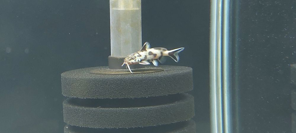 Tanganika Malawi Synodontis Polli White