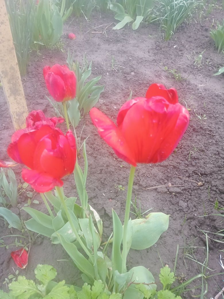 Нарциси та тюльпани