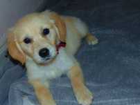 Golden Retriever*Śliczna złota suczka*