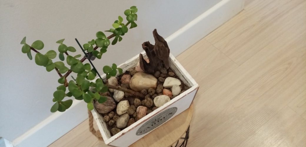 Bonsai formowanie, drzewko szczęścia, ozdobne, wyjątkowe, w doniczce