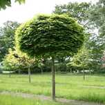 Acer klon platanoides pospolity globosum globosa klon zwyczajny