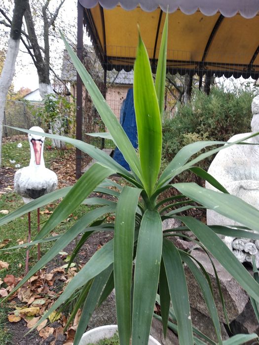 Юкка вечно зелёная продается