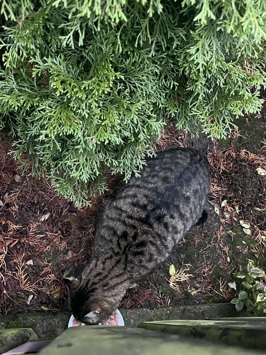 Bury kot szuka domu!