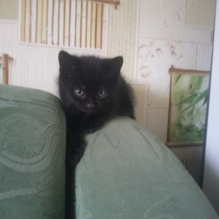 Кошенята шукають родину.