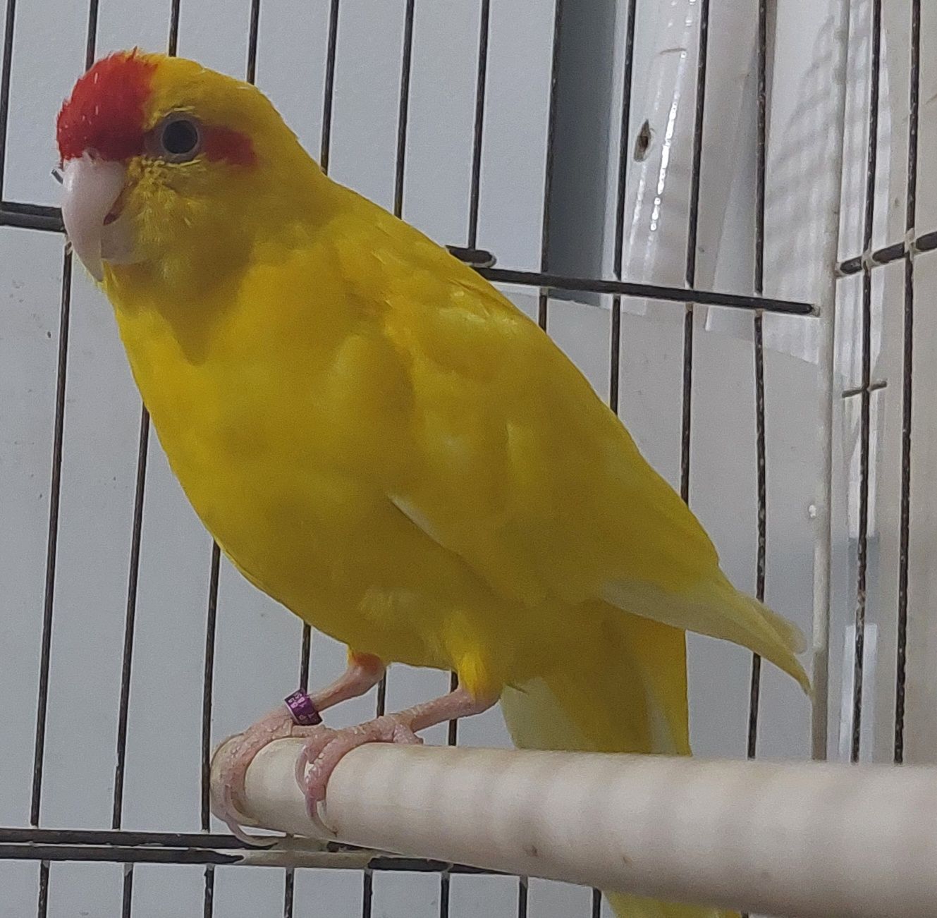 Kakariki Macho 2021