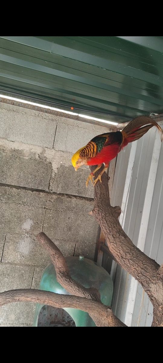 Casal de faisões dourados