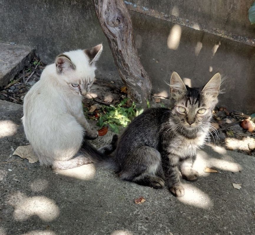 котики в добрі руки