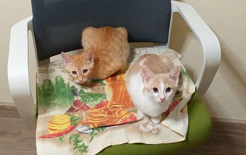 Отдам даром в добрые руки рыжих котиков