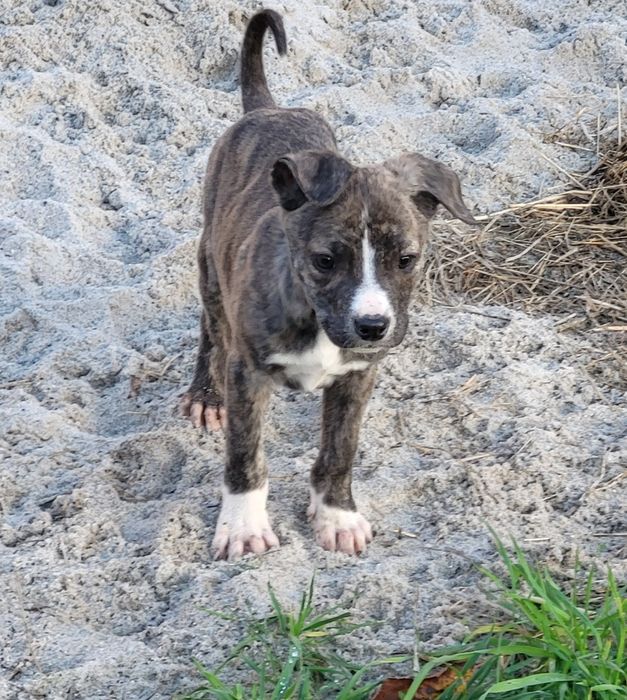 Amstaff, American Staffordshire Terrier pręgowany samiec 8 tygodni