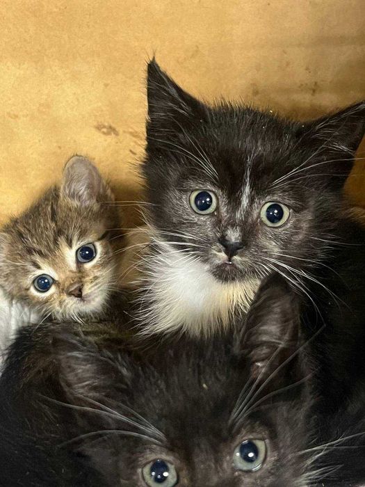 Віддам кошенят в добрі руки