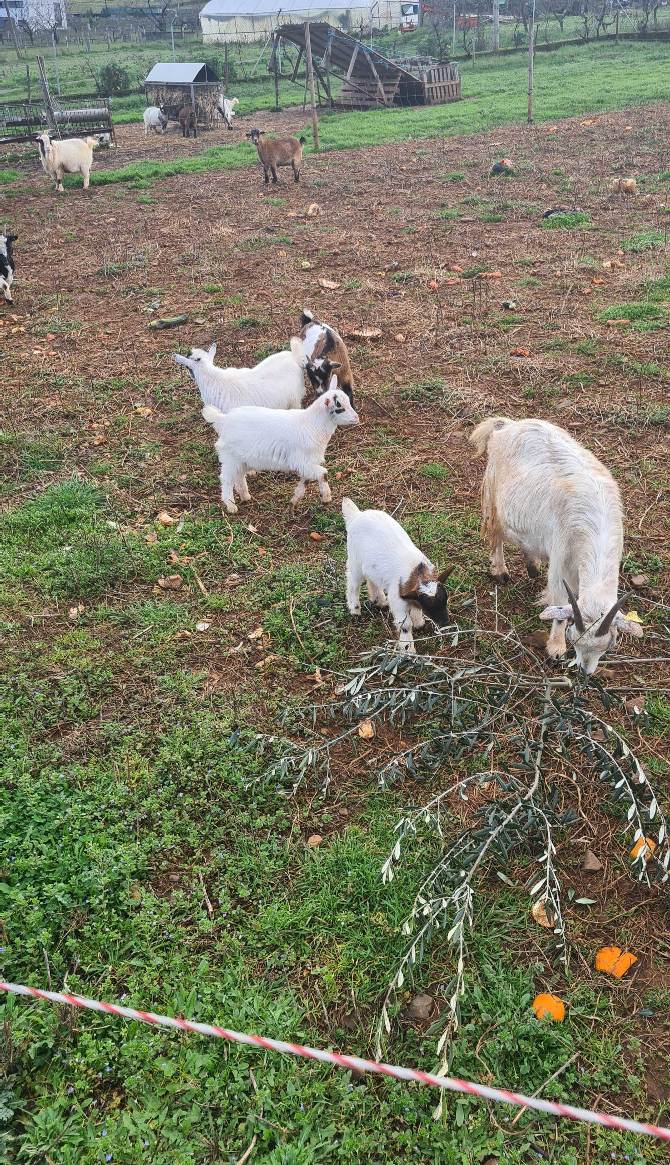 cabras anãs machos/fêmeas