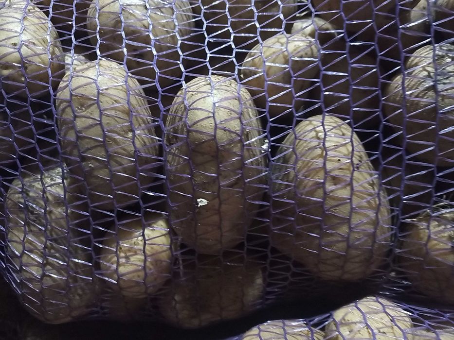 Картопля велика насіннєва дрібна