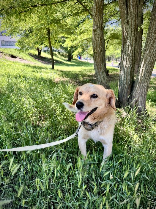 Рудий шукає дім!