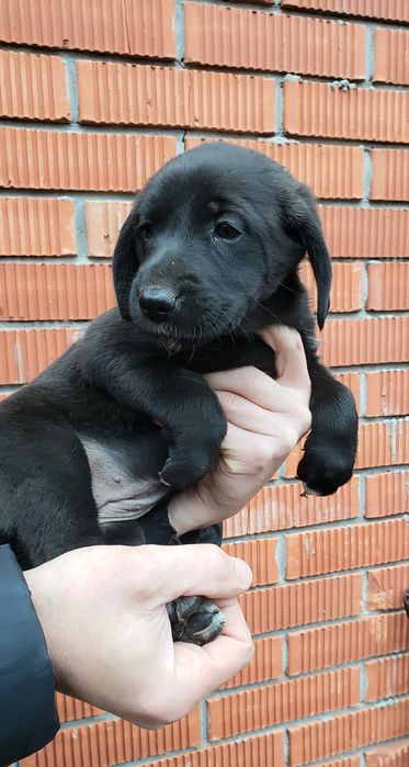 Маленькая брюнетка в хорошие ручки