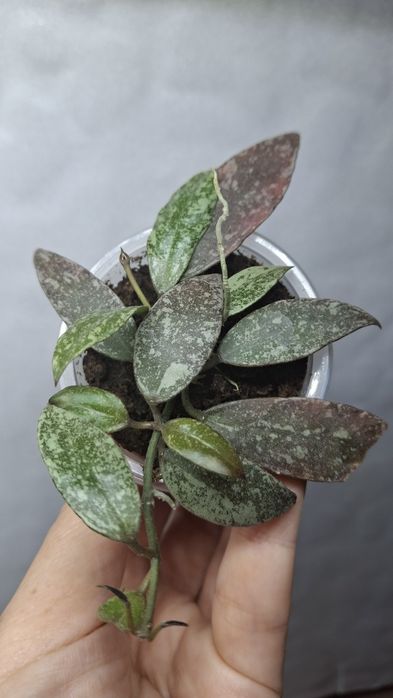 Дрібнолистні хойї  ,хойя ,hoya