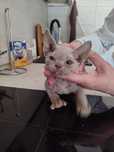 Devon Rex kocurki