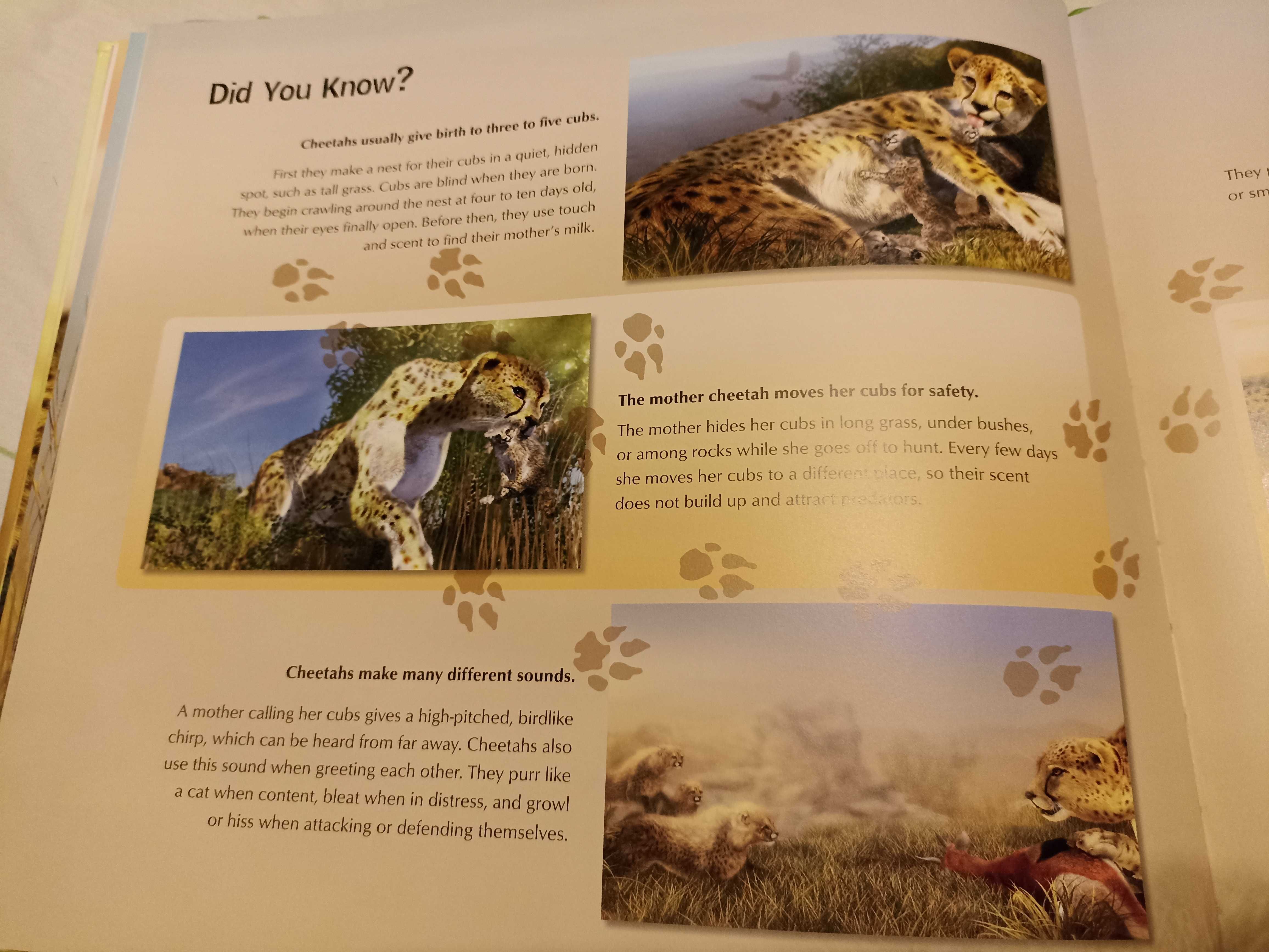 Книжка english cheetah wild life про диких тварин
