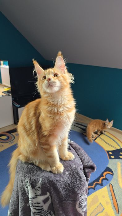 Przekochany kocurek Maine Coon