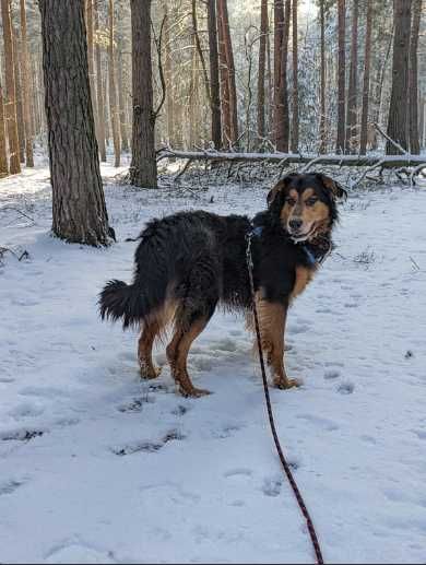 DRAKO - pies z charakterem szuka konsekwentnego opiekuna