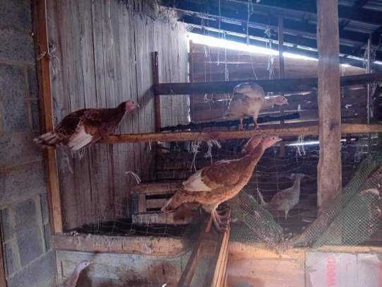 Sprzedam czerwone indyki staropolskie .