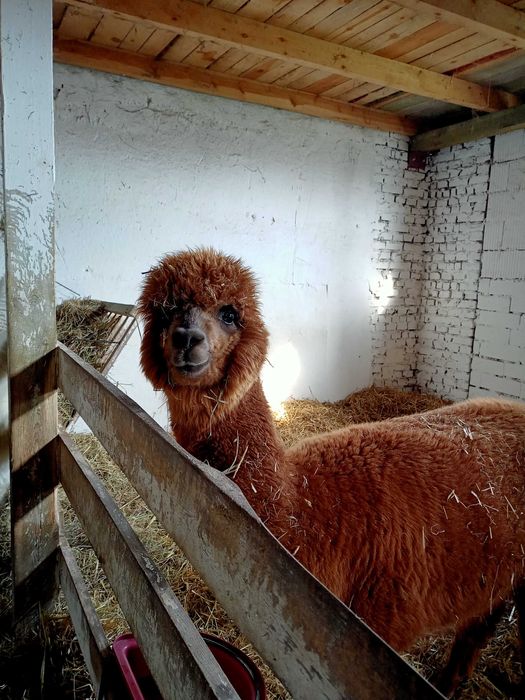 LIKWIDACJA stada - Alpaka samica 3 lata