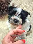 NAJPIĘKNIEJSZY BIEWER Yorkshire Terrier . Cudny  chłopczyk  !
