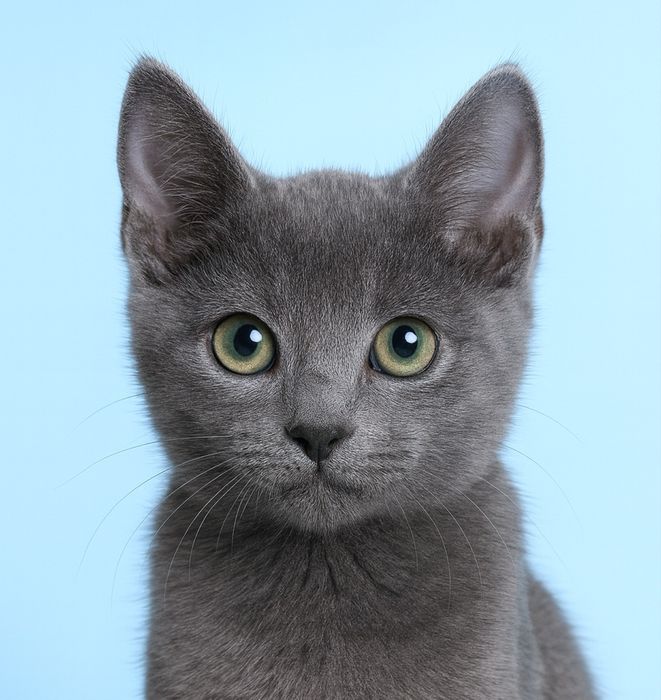 Котенок 2.5мес кошечка пепельная русская голубая кошеня котята