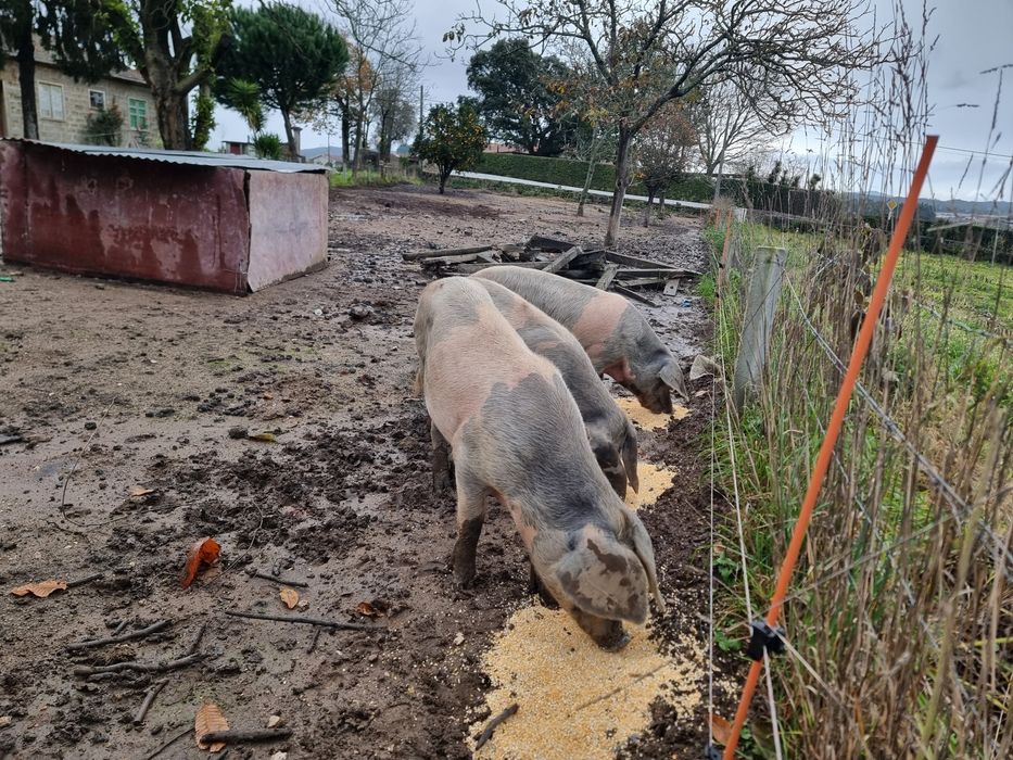 Vendo porcos bisaros.