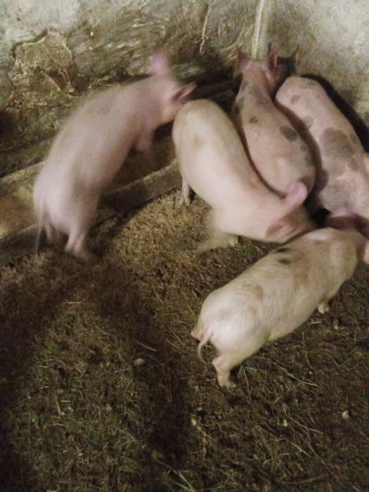 Продам поросята петрен