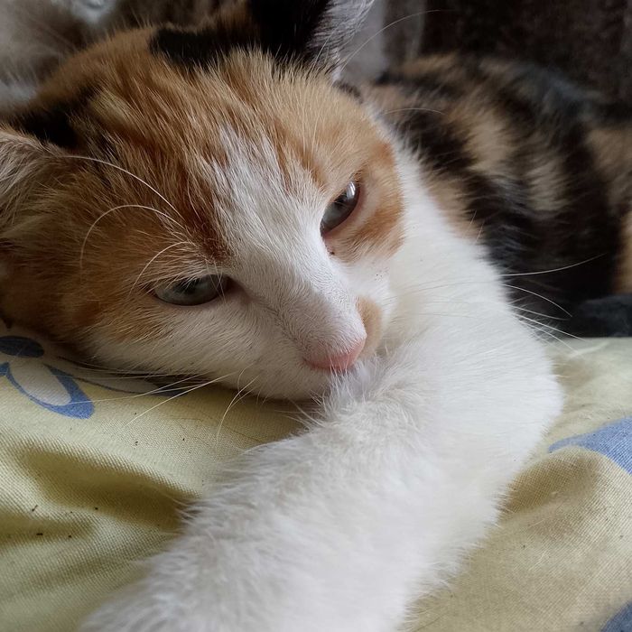 Котенок девочка бесплатно. Кошечка. Кошка даром. Котята