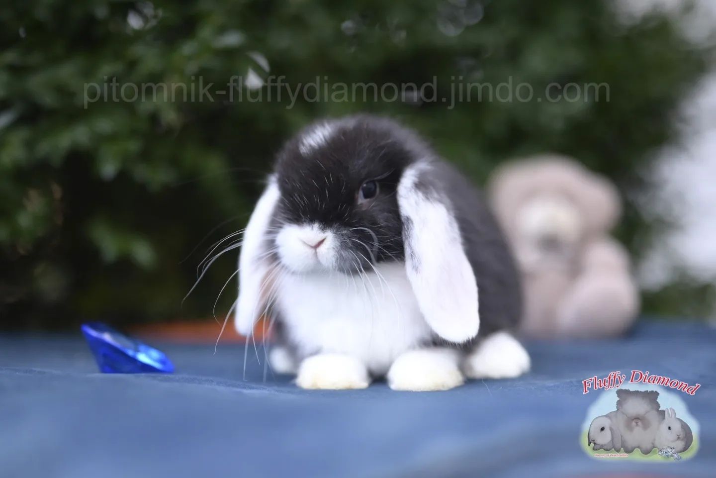 Чорний біловухий хлопчик.Висловухий.Кролик з проф. розплідника