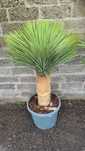 Yucca Rostrata juka mrozoodporna