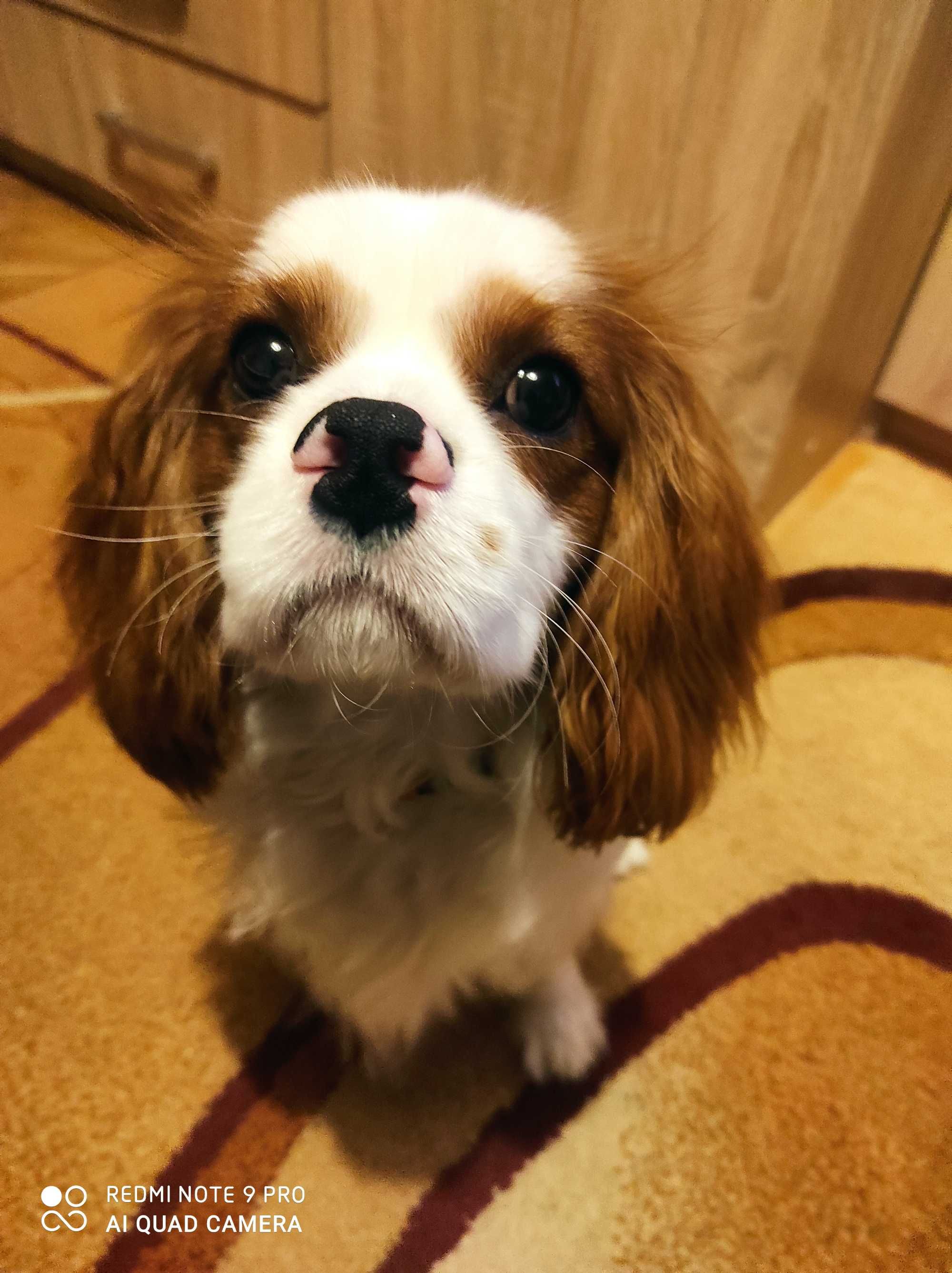 Cavalier King Reproduktor