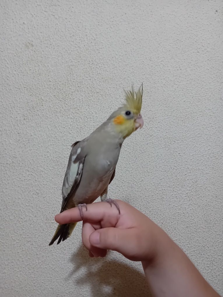 Caturra criada a mão.