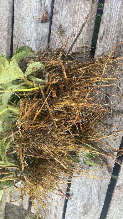 Sadzonki truskawek późnej i powtarzajacej